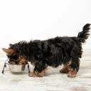 Is Cesar a Good Wet Dog Food-3