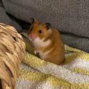 Golden Hamster-3