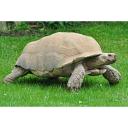 African Spurred Tortoise