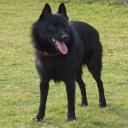 Schipperke dog