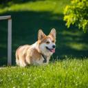 Cardigan Welsh Corgi Dog Breed