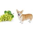 Can Dogs Eat Grapes-1