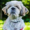 Shih Tzu Photo