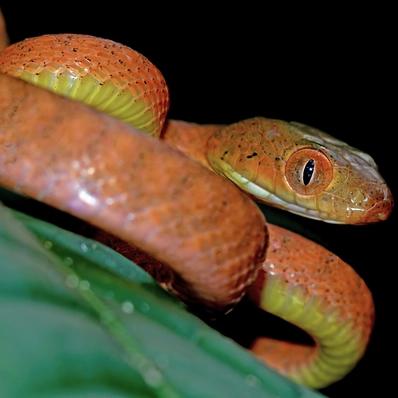Red Tail Boa Image