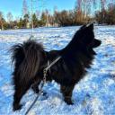 Swedish Lapphund photo