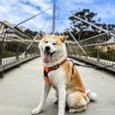 Akita Shepherd Mix Breed