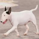 Bull Terrier Dog