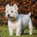 West Highland White Terrier Photo