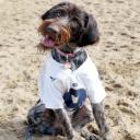 Wirehaired Pointing Griffon Photo