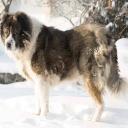 Caucasian Shepherd Dog Breed