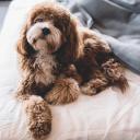 Cavapoo Dog