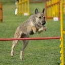 Belgian Laekenois Dog Breed