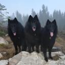 Three Belgian Sheepdogs