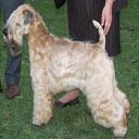 Soft-Coated Wheaten Terrier Dog