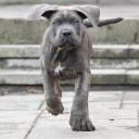 Cane Corso Dog