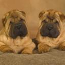 Chinese Shar-Pei Puppies