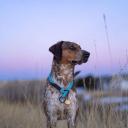 American English Coonhound