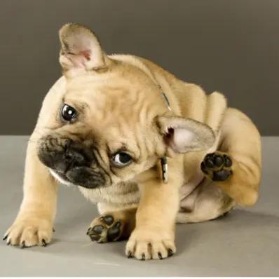 Mange in Dogs- What You Need to Know Image