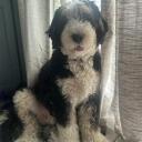 Bernedoodle Dog