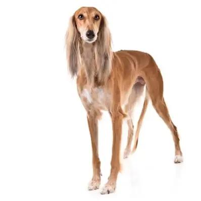 Saluki Image