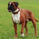 Boxer Dod Breed