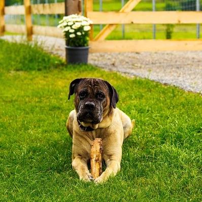 Cane Corso Image