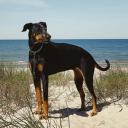 Doberman Dog