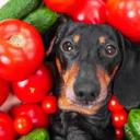 Can Dogs Eat Tomatoes-2