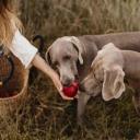 can dogs eat apples-2