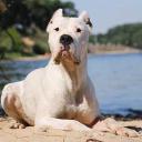 Dogo Argentino Picture