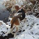 Treeing Walker Coonhound dog breed