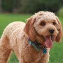 Cavapoo Dog Breed