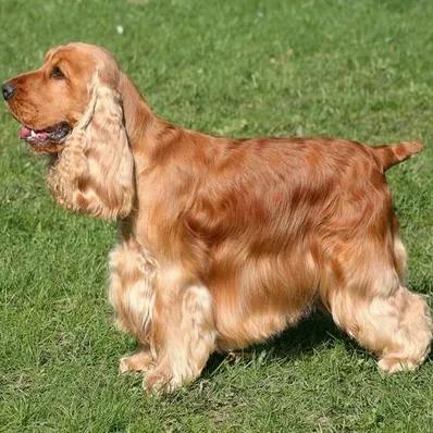 Cocker Spaniel Image