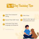 dog training tips