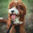 Cavapoo Photo