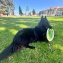 Belgian Sheepdog