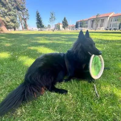 Belgian Sheepdog Image