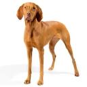 Vizsla