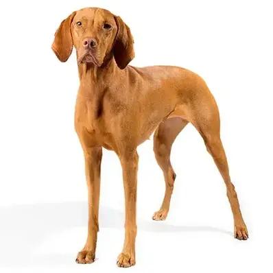 Vizsla Image