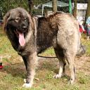 Caucasian Shepherd Dog