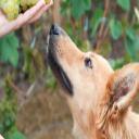 Can Dogs Eat Grapes-3