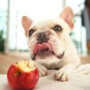 can dogs eat apples-3