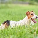 Yeast Infection in Dogs-3