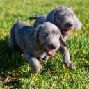 Two Slovakian Wirehaired Pointer Puppies