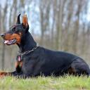 Doberman Dog Breed