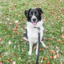 Border Sheepdog Photo