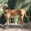 Black Mouth Cur