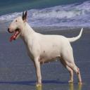 Bull Terrier Picture