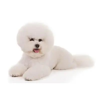 Bichon Frisé Image