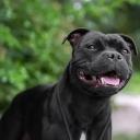 Staffordshire Bull Terrier Dog Breed